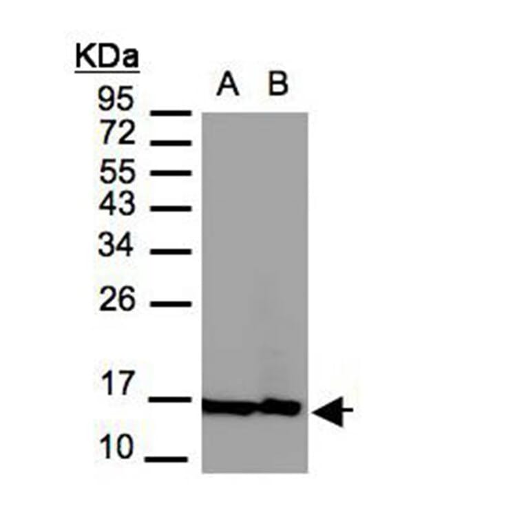 Histone H2A.Z/H2A.F/Z antibody from Signalway Antibody (23010) - Antibodies.com