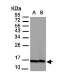 Histone H2A.Z/H2A.F/Z antibody from Signalway Antibody (23010) - Antibodies.com