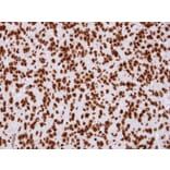 Immunohistochemistry - Histone H2A.Z/H2A.F/Z antibody from Signalway Antibody (23010) - Antibodies.com
