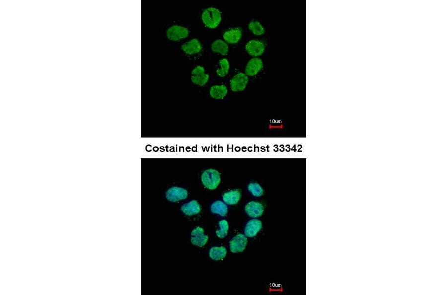 Immunofluorescence - Histone H2A.Z/H2A.F/Z antibody from Signalway Antibody (23010) - Antibodies.com