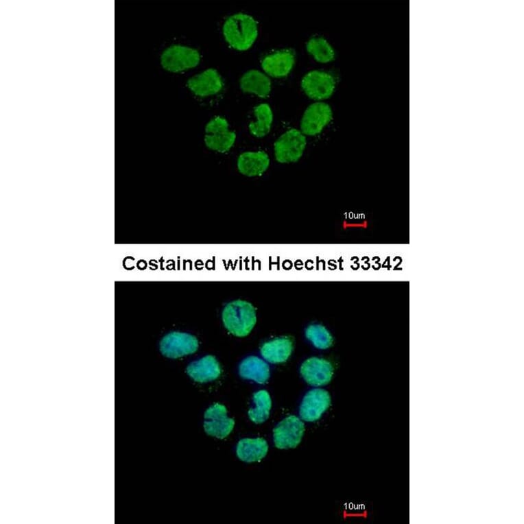 Immunofluorescence - Histone H2A.Z/H2A.F/Z antibody from Signalway Antibody (23010) - Antibodies.com
