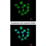 Immunofluorescence - Histone H2A.Z/H2A.F/Z antibody from Signalway Antibody (23010) - Antibodies.com