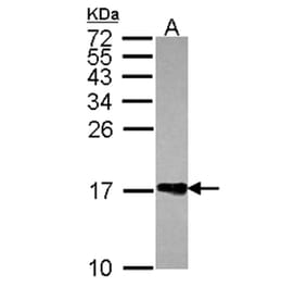 Histone H2A.Z/H2A.F/Z antibody from Signalway Antibody (23011) - Antibodies.com