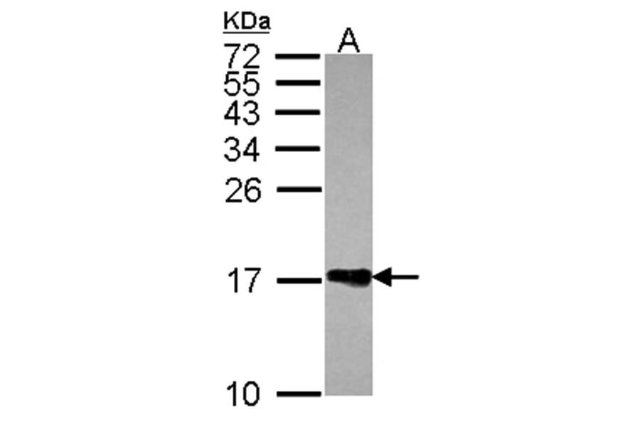 Histone H2A.Z/H2A.F/Z antibody from Signalway Antibody (23011) - Antibodies.com