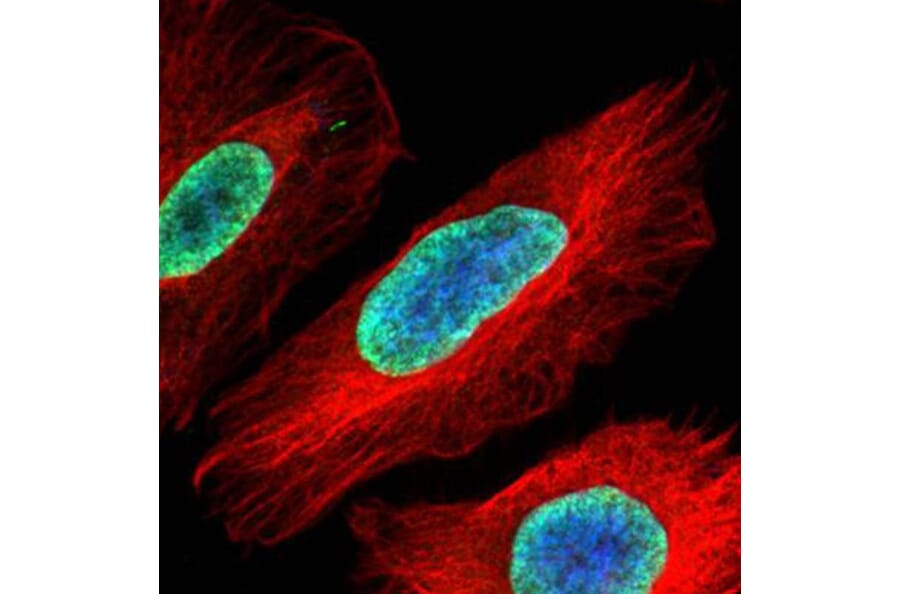 Histone H2A.Z/H2A.F/Z antibody from Signalway Antibody (23011) - Antibodies.com