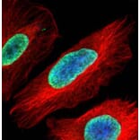 Histone H2A.Z/H2A.F/Z antibody from Signalway Antibody (23011) - Antibodies.com