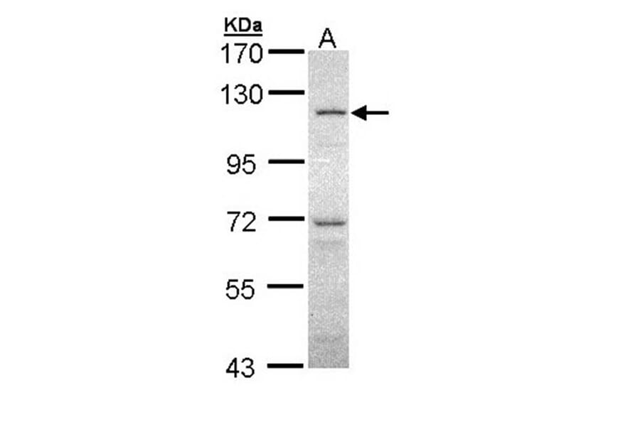 O-GlcNAc transferase antibody from Signalway Antibody (22476) - Antibodies.com
