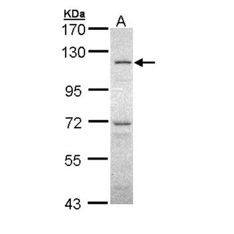 O-GlcNAc transferase antibody from Signalway Antibody (22476) - Antibodies.com