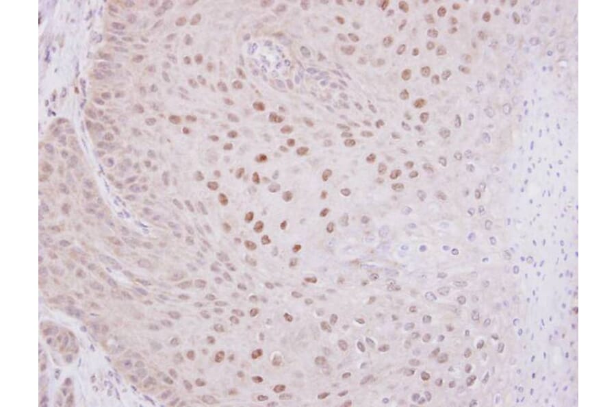 Immunohistochemistry - O-GlcNAc transferase antibody from Signalway Antibody (22476) - Antibodies.com
