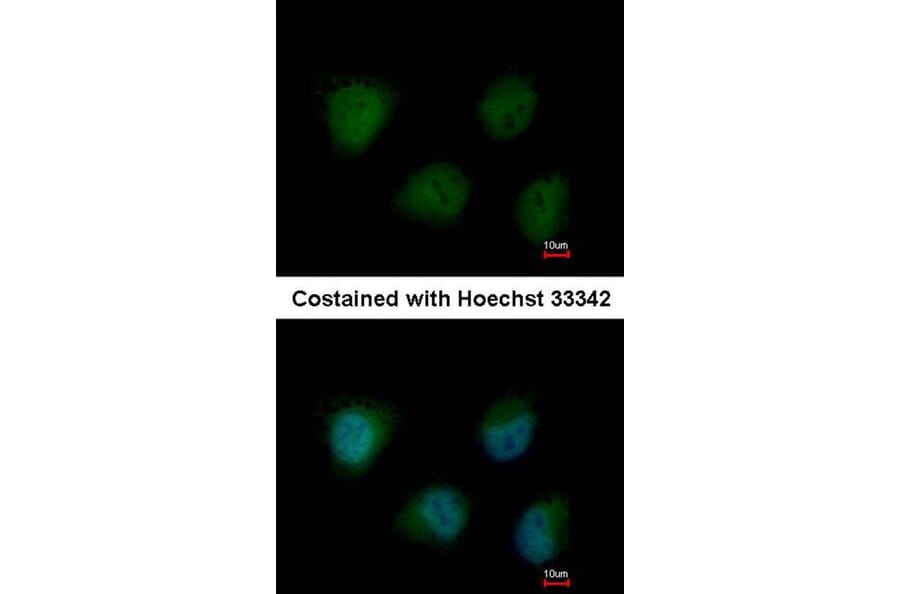 Immunofluorescence - O-GlcNAc transferase antibody from Signalway Antibody (22476) - Antibodies.com