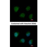 Immunofluorescence - O-GlcNAc transferase antibody from Signalway Antibody (22476) - Antibodies.com