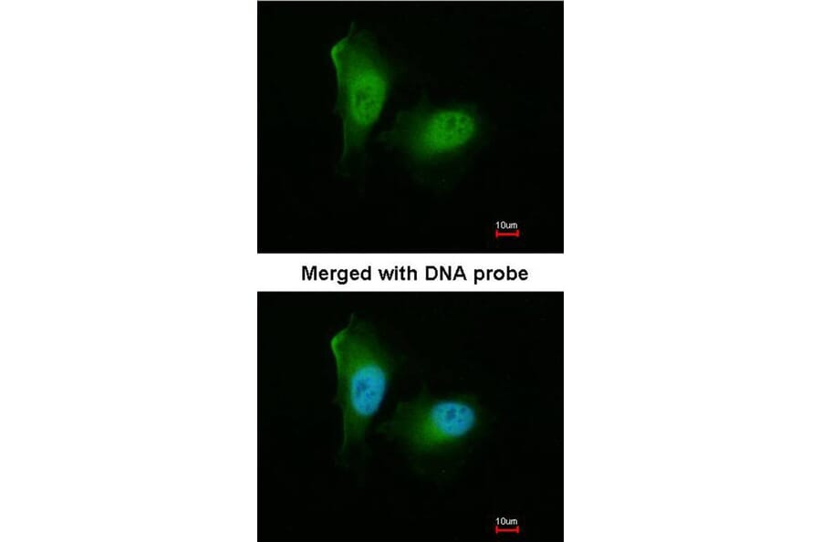 Immunofluorescence - 20S Proteasome alpha2 antibody from Signalway Antibody (22606) - Antibodies.com