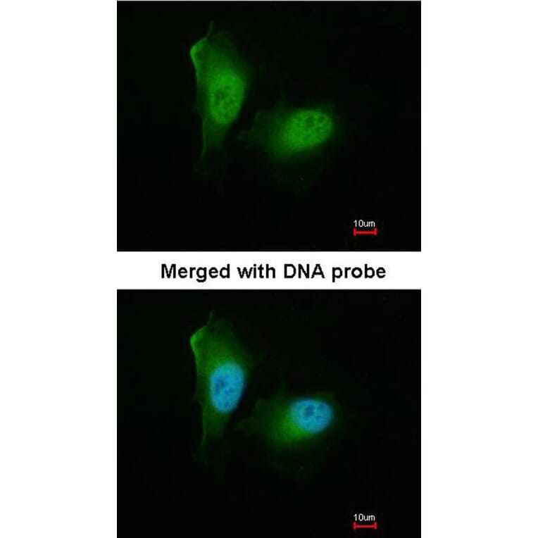 Immunofluorescence - 20S Proteasome alpha2 antibody from Signalway Antibody (22606) - Antibodies.com