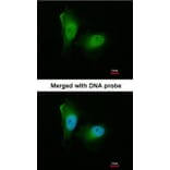 Immunofluorescence - 20S Proteasome alpha2 antibody from Signalway Antibody (22606) - Antibodies.com