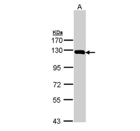 Glycine dehydrogenase antibody from Signalway Antibody (23002) - Antibodies.com