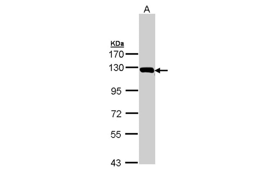 Glycine dehydrogenase antibody from Signalway Antibody (23002) - Antibodies.com