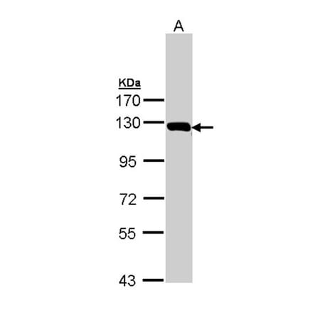 Glycine dehydrogenase antibody from Signalway Antibody (23002) - Antibodies.com