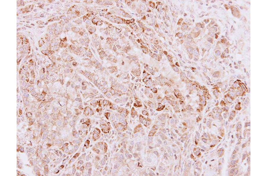 Immunohistochemistry - Glycine dehydrogenase antibody from Signalway Antibody (23002) - Antibodies.com