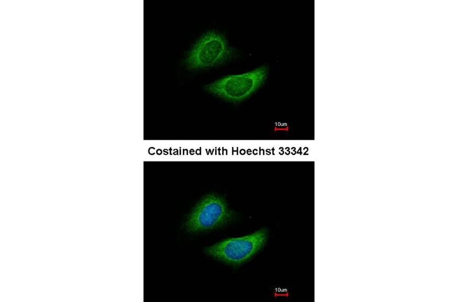Immunofluorescence - Glycine dehydrogenase antibody from Signalway Antibody (23002) - Antibodies.com