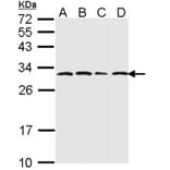 20S Proteasome alpha6 antibody from Signalway Antibody (23060) - Antibodies.com