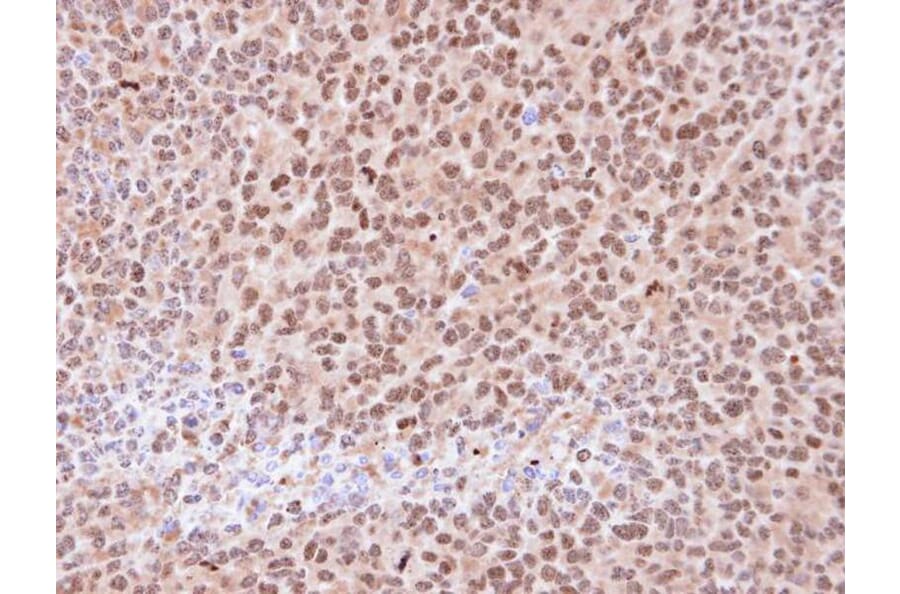 Immunohistochemistry - 20S Proteasome alpha6 antibody from Signalway Antibody (23060) - Antibodies.com