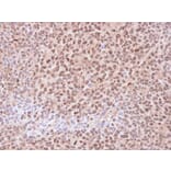 Immunohistochemistry - 20S Proteasome alpha6 antibody from Signalway Antibody (23060) - Antibodies.com