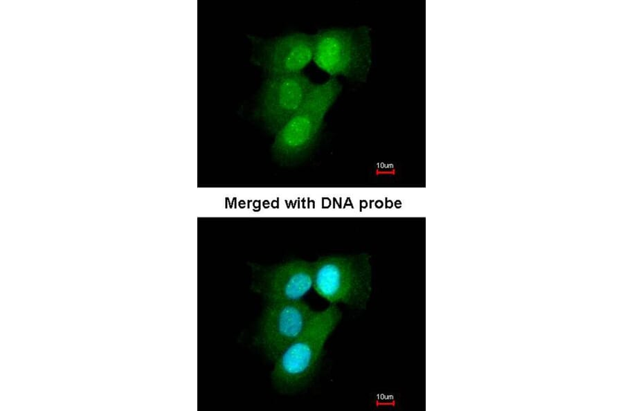 Immunofluorescence - 20S Proteasome alpha6 antibody from Signalway Antibody (23060) - Antibodies.com