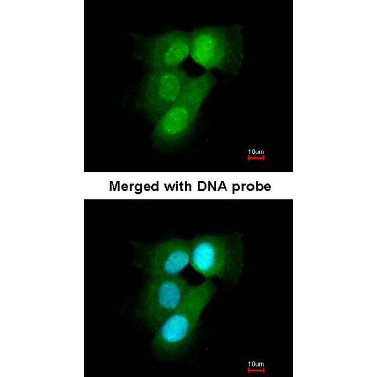 Immunofluorescence - 20S Proteasome alpha6 antibody from Signalway Antibody (23060) - Antibodies.com