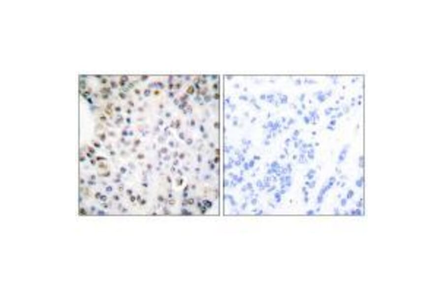 Immunohistochemistry - Retinoid X Receptor γ Antibody from Signalway Antibody (33481) - Antibodies.com