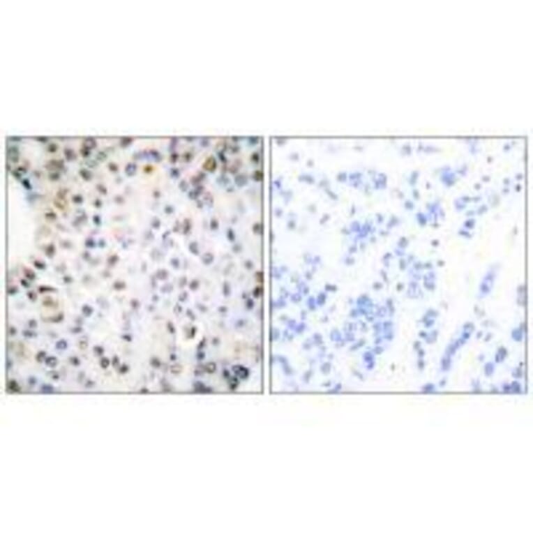 Immunohistochemistry - Retinoid X Receptor γ Antibody from Signalway Antibody (33481) - Antibodies.com