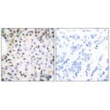 Immunohistochemistry - Retinoid X Receptor γ Antibody from Signalway Antibody (33481) - Antibodies.com