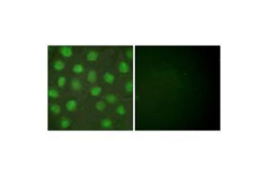 Immunofluorescence - Retinoid X Receptor γ Antibody from Signalway Antibody (33481) - Antibodies.com