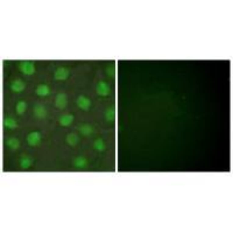 Immunofluorescence - Retinoid X Receptor γ Antibody from Signalway Antibody (33481) - Antibodies.com