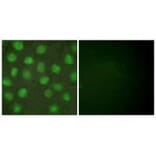Immunofluorescence - Retinoid X Receptor γ Antibody from Signalway Antibody (33481) - Antibodies.com