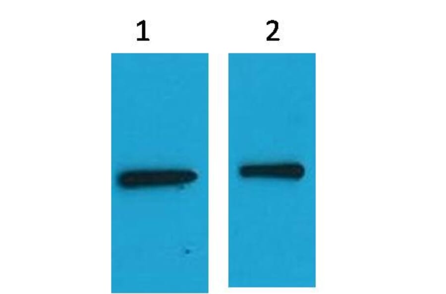 Western blot - EYFP Mouse Polyclonal Antibody from Signalway Antibody (37974) - Antibodies.com