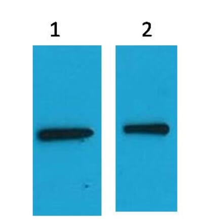 Western blot - EYFP Mouse Polyclonal Antibody from Signalway Antibody (37974) - Antibodies.com