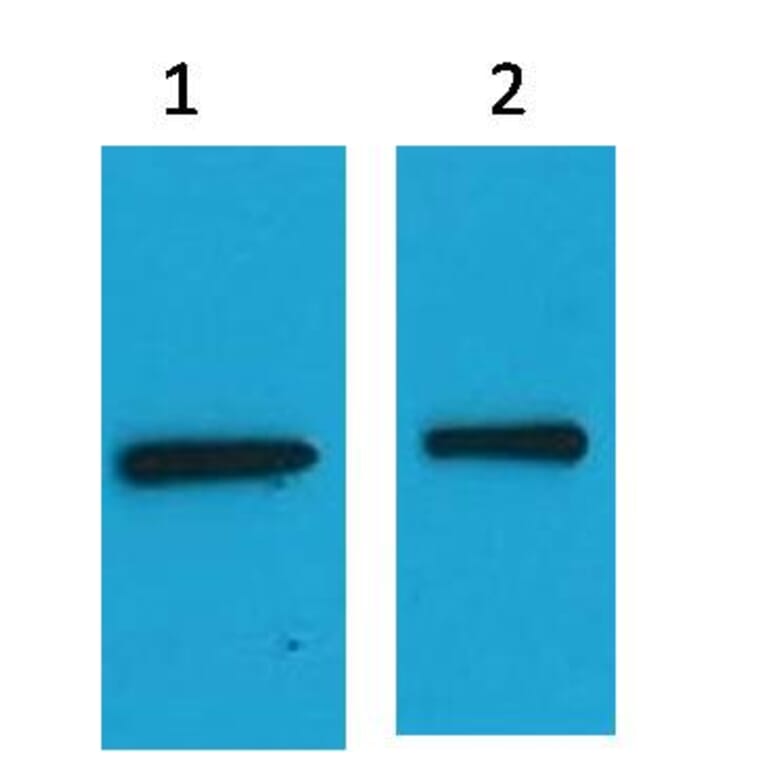 Western blot - EYFP Mouse Polyclonal Antibody from Signalway Antibody (37974) - Antibodies.com