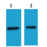 Western blot - EYFP Mouse Polyclonal Antibody from Signalway Antibody (37974) - Antibodies.com