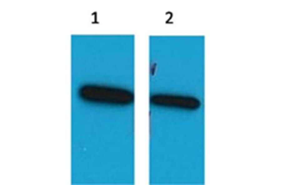 Western blot - ECFP Mouse Polyclonal Antibody from Signalway Antibody (37991) - Antibodies.com