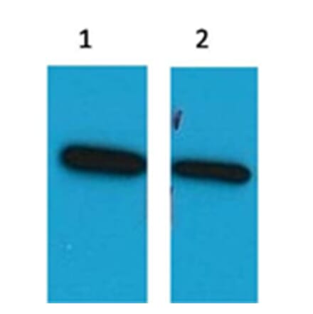 Western blot - ECFP Mouse Polyclonal Antibody from Signalway Antibody (37991) - Antibodies.com
