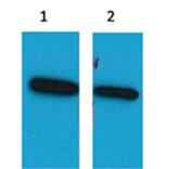Western blot - ECFP Mouse Polyclonal Antibody from Signalway Antibody (37991) - Antibodies.com