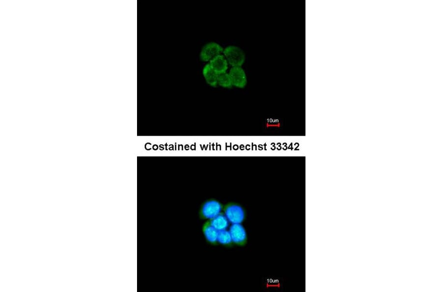 Immunofluorescence - alpha-2 antiplasmin antibody from Signalway Antibody (22561) - Antibodies.com
