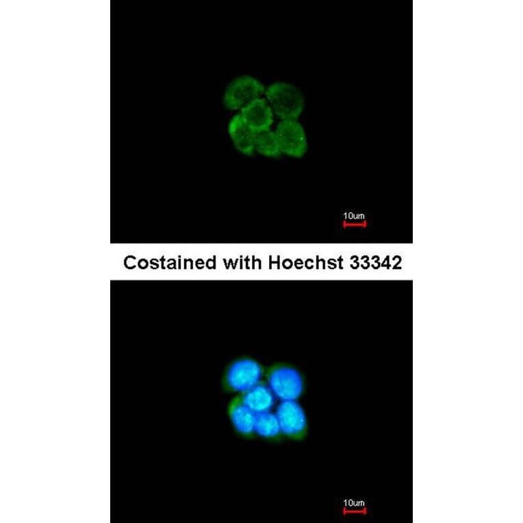 Immunofluorescence - alpha-2 antiplasmin antibody from Signalway Antibody (22561) - Antibodies.com