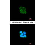 Immunofluorescence - alpha-2 antiplasmin antibody from Signalway Antibody (22561) - Antibodies.com