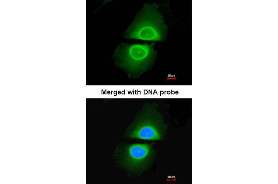 Immunofluorescence - Cytochrome P450 4A11 antibody from Signalway Antibody (22646) - Antibodies.com