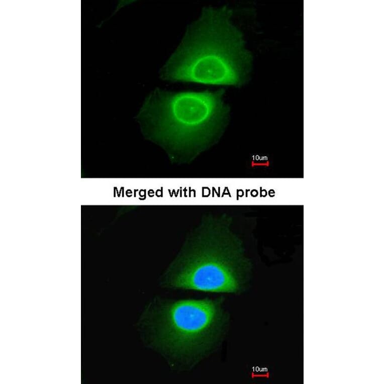 Immunofluorescence - Cytochrome P450 4A11 antibody from Signalway Antibody (22646) - Antibodies.com