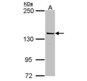 DNA Polymerase gamma antibody from Signalway Antibody (22870) - Antibodies.com
