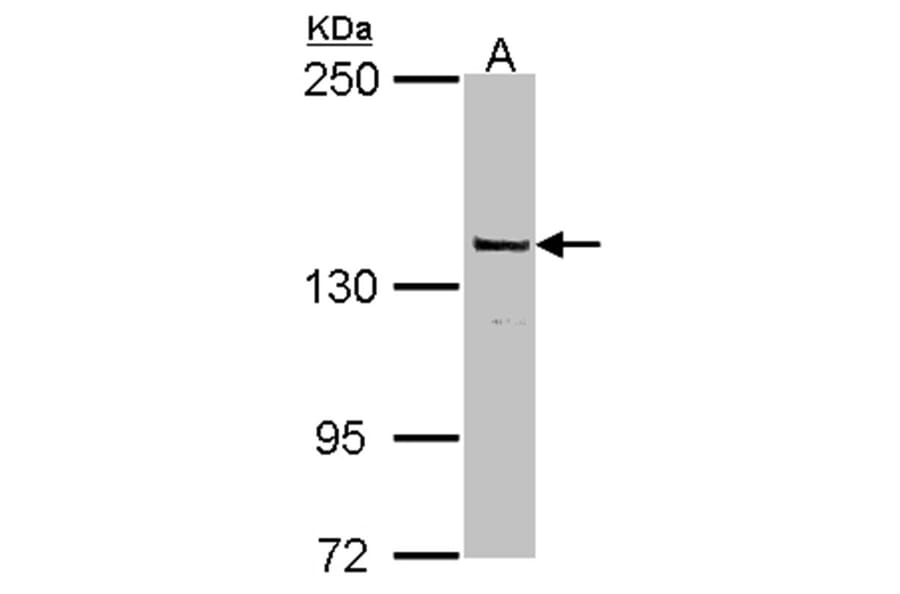 DNA Polymerase gamma antibody from Signalway Antibody (22870) - Antibodies.com