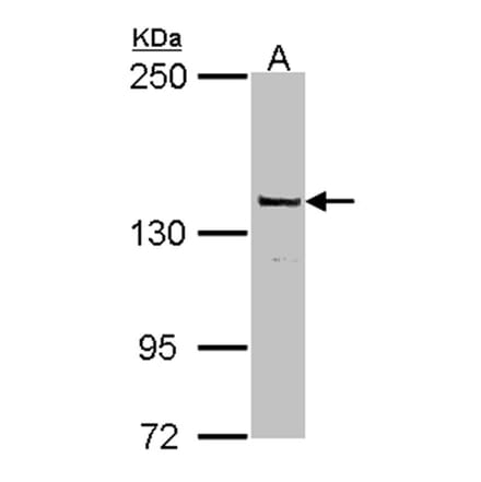 DNA Polymerase gamma antibody from Signalway Antibody (22870) - Antibodies.com