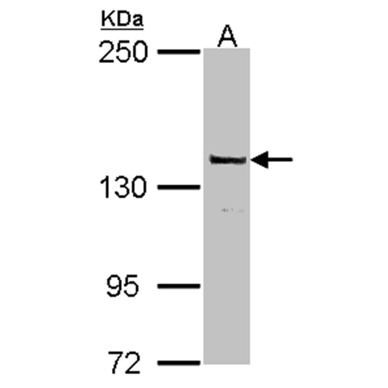 DNA Polymerase gamma antibody from Signalway Antibody (22870) - Antibodies.com